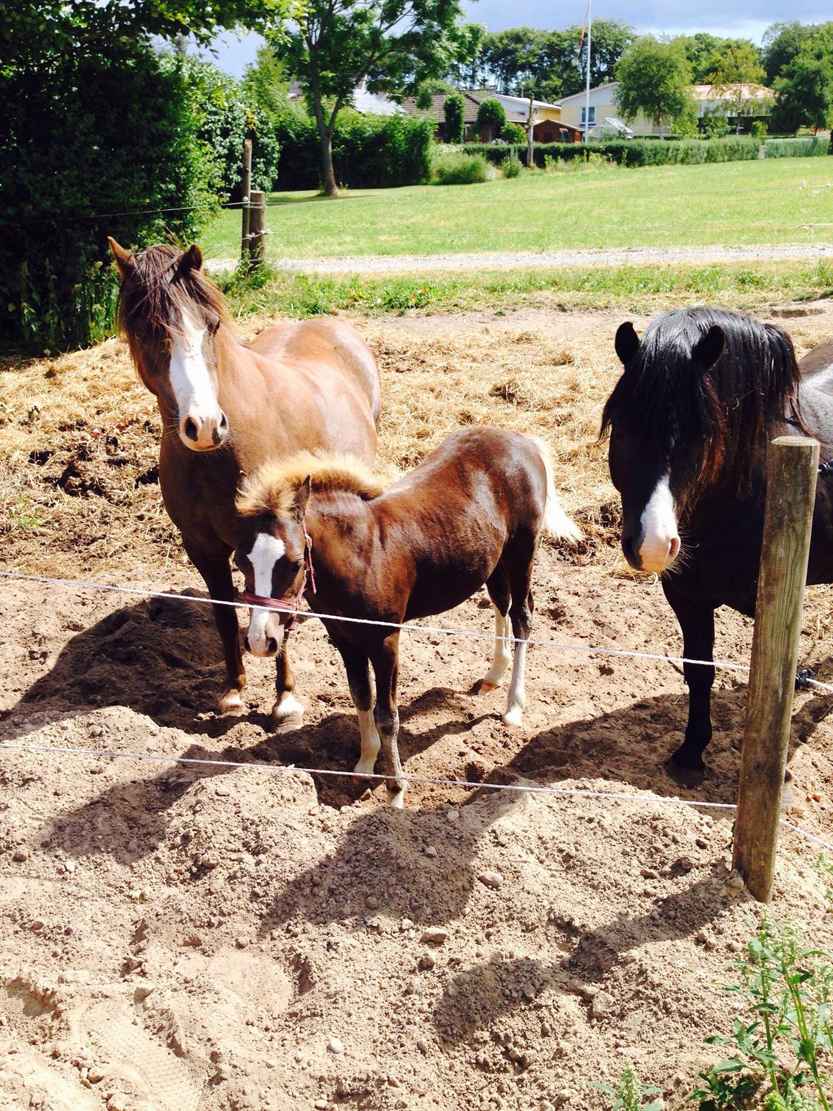 Welsh Mountain (sec A) Coverland Farah *SOLGT* R.I.P (død sommer 2020) billede 12