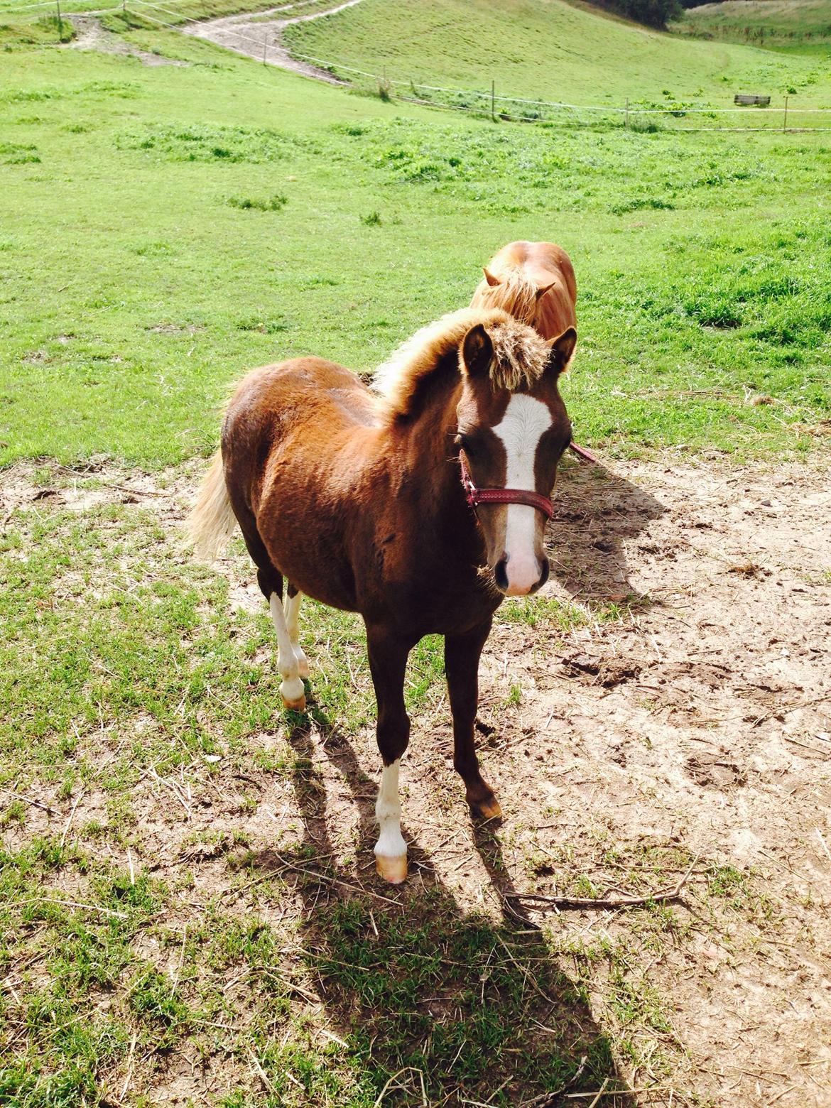 Welsh Mountain (sec A) Coverland Farah *SOLGT* R.I.P (død sommer 2020) billede 13