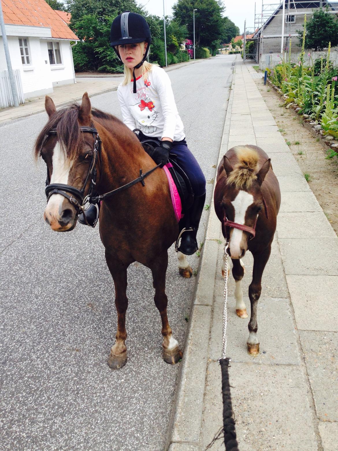 Welsh Mountain (sec A) Coverland Farah *SOLGT* R.I.P (død sommer 2020) billede 14