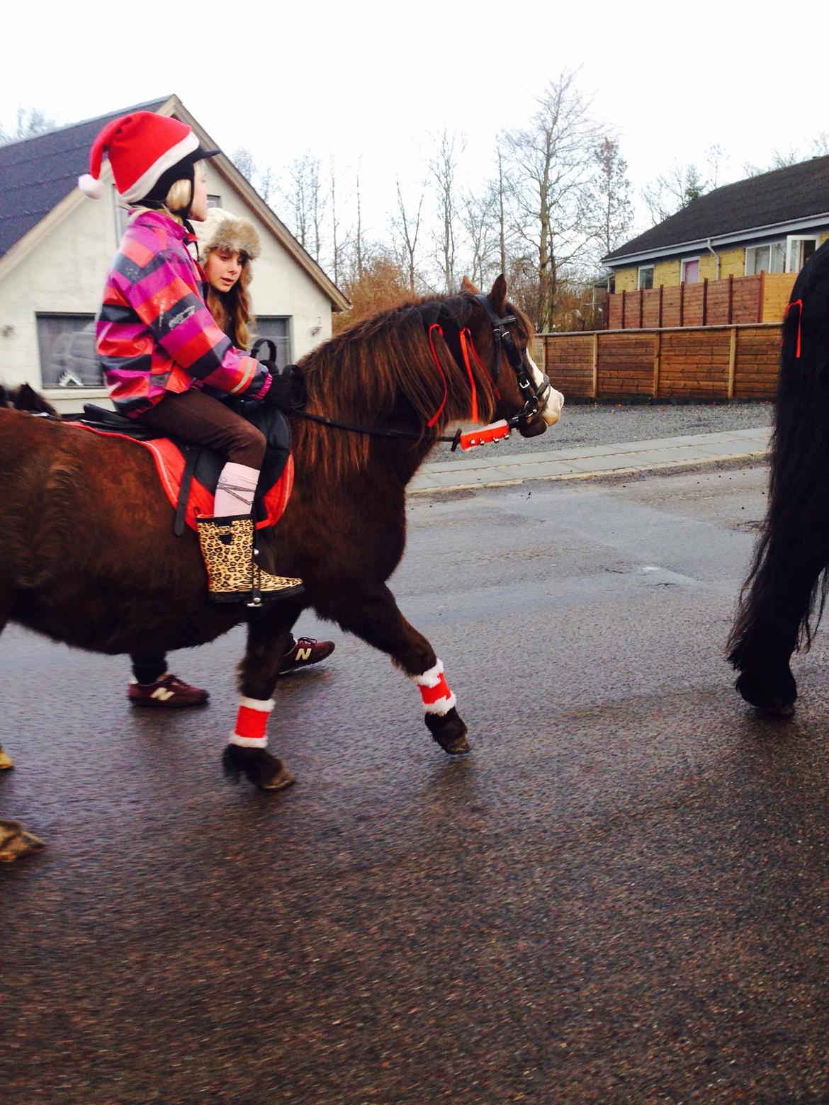 Welsh Mountain (sec A) Coverland Farah *SOLGT* R.I.P (død sommer 2020) billede 15