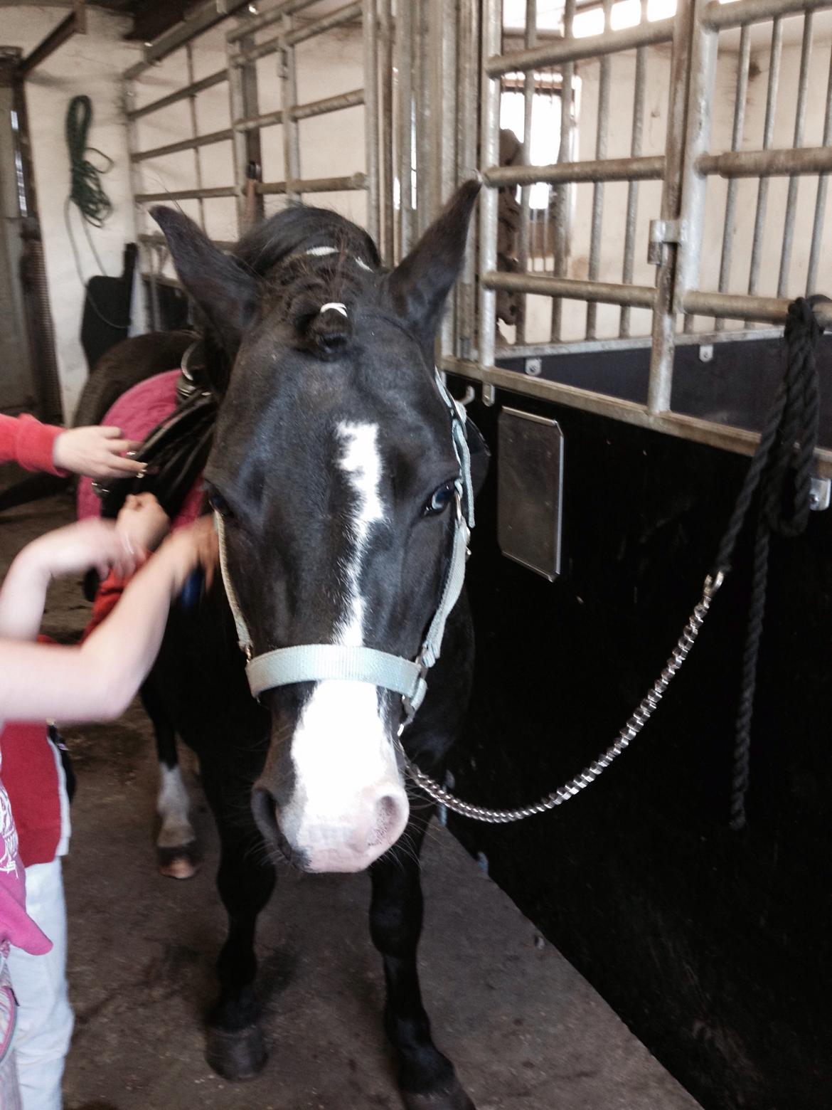 Welsh Mountain (sec A) Coverland Farah *SOLGT* R.I.P (død sommer 2020) billede 16