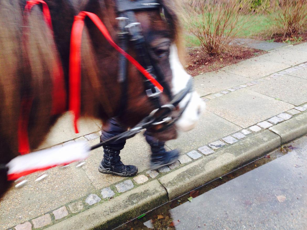 Welsh Mountain (sec A) Coverland Farah *SOLGT* R.I.P (død sommer 2020) billede 17