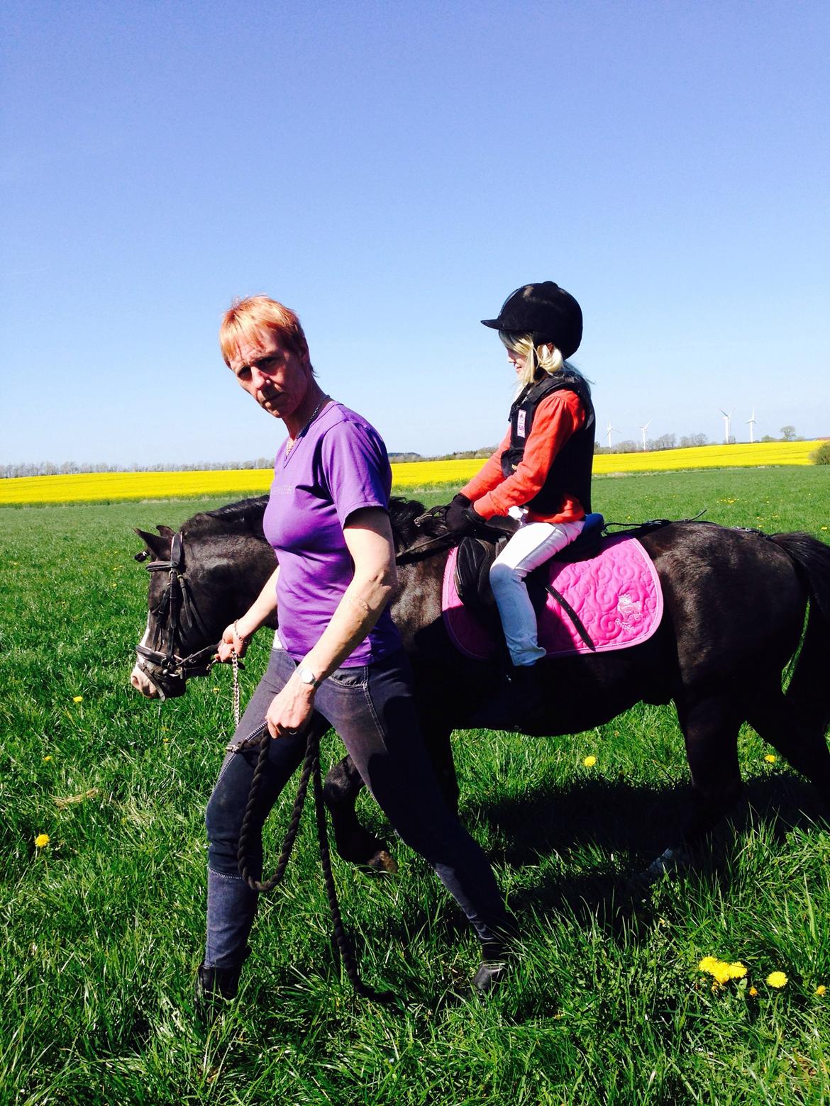 Welsh Mountain (sec A) Coverland Farah *SOLGT* R.I.P (død sommer 2020) billede 18