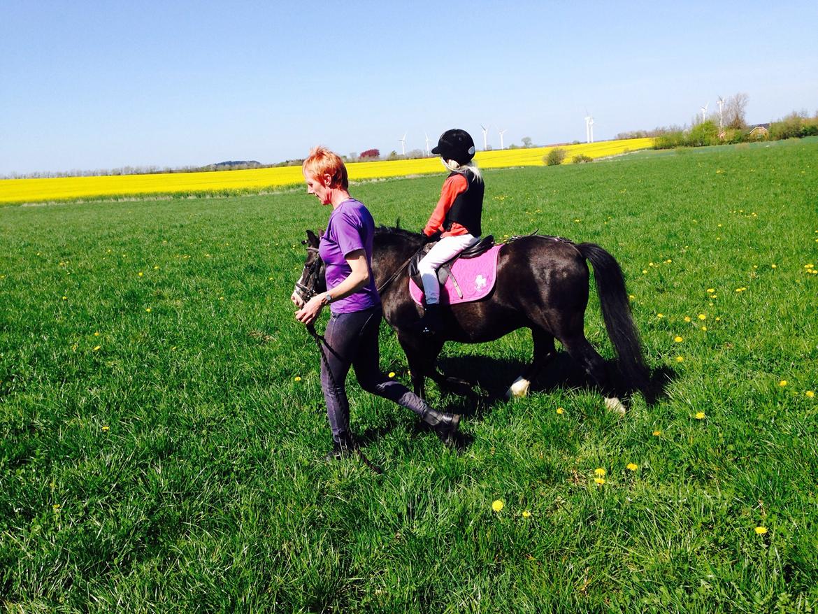 Welsh Mountain (sec A) Coverland Farah *SOLGT* R.I.P (død sommer 2020) billede 19