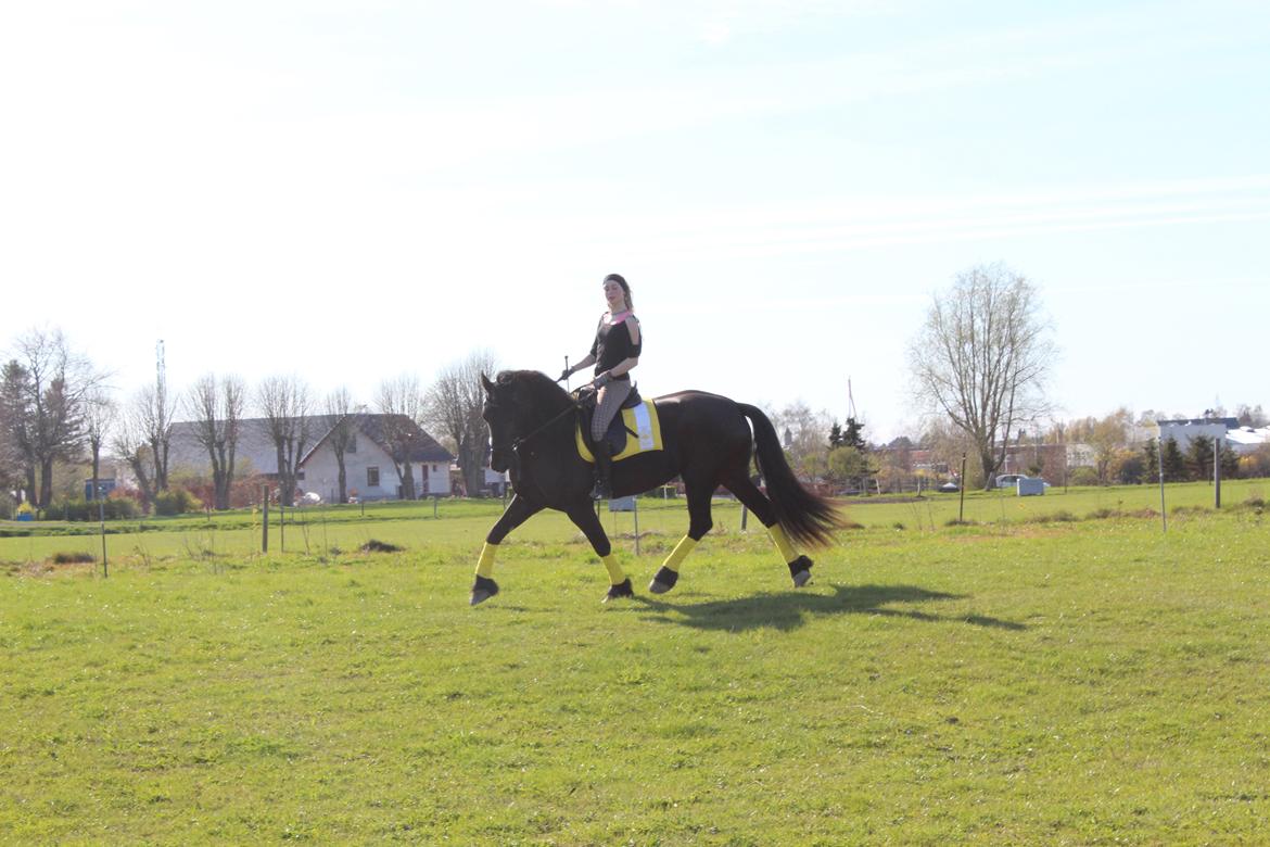 Frieser Belle fleur fra frieserstalden billede 16