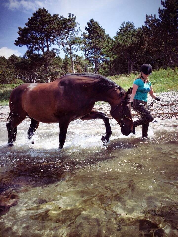 Anden særlig race Rex [Rider] - Vore første strandtur- 2014 billede 1