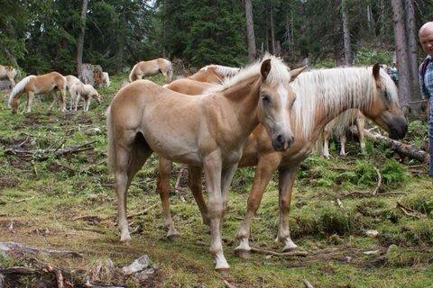 Haflinger Mountainstar - Ham og hans mor:) ( før vi fik ham) billede 16