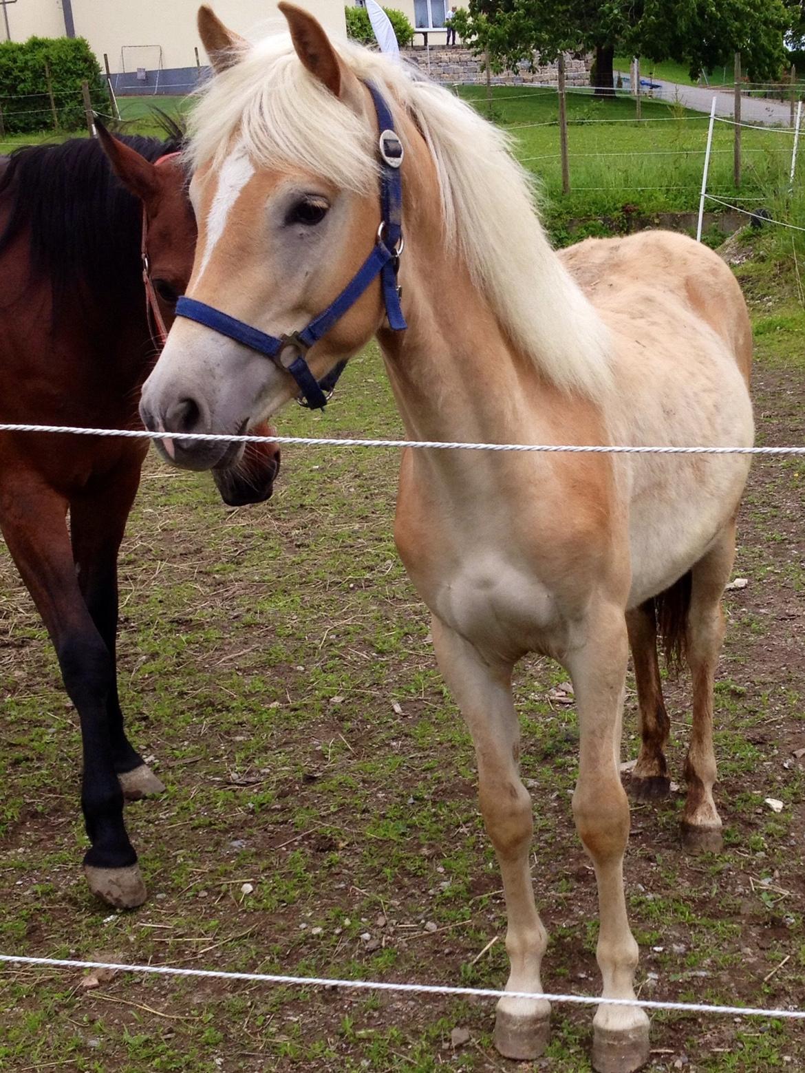 Haflinger Mountainstar billede 6