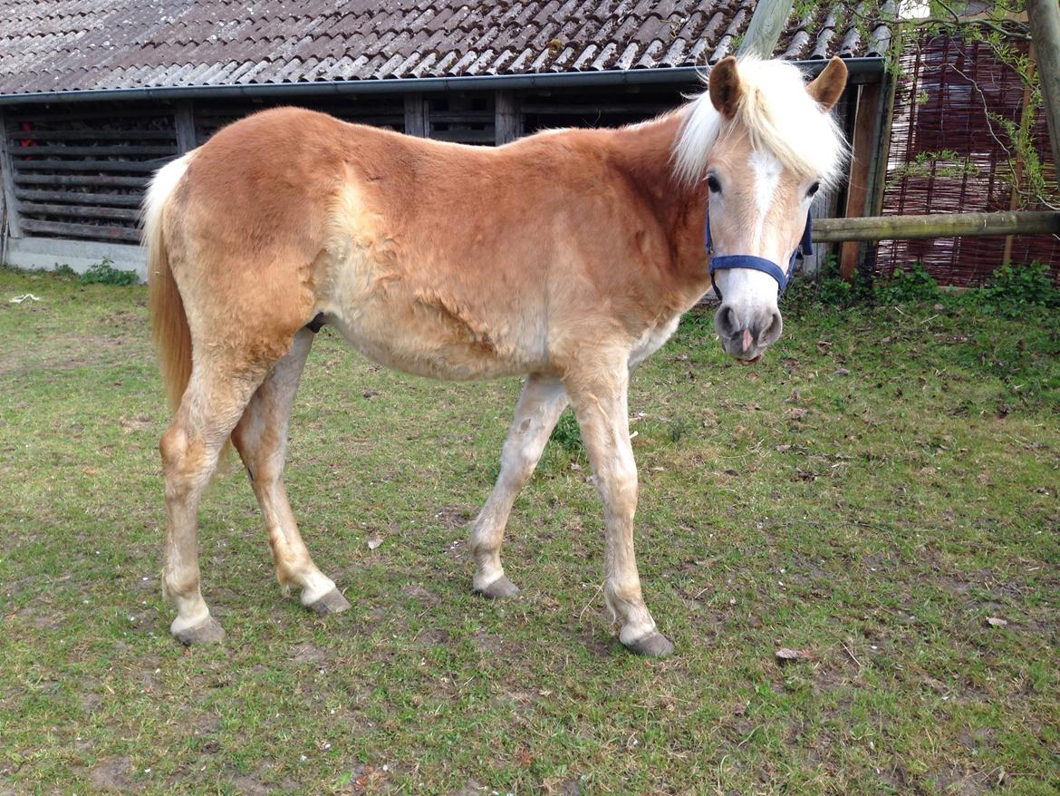 Haflinger Mountainstar billede 15