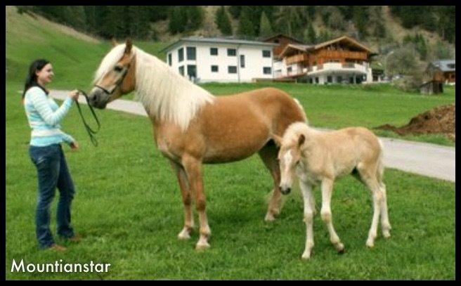 Haflinger Mountainstar - Ham og hans mor :)  billede 17