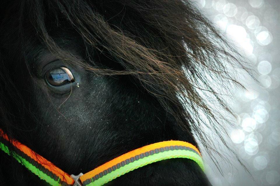 Shetlænder Vadehavets Ecco billede 20