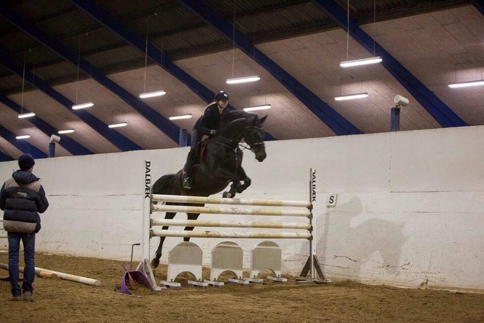 Dansk Varmblod Danglo's Omega billede 9