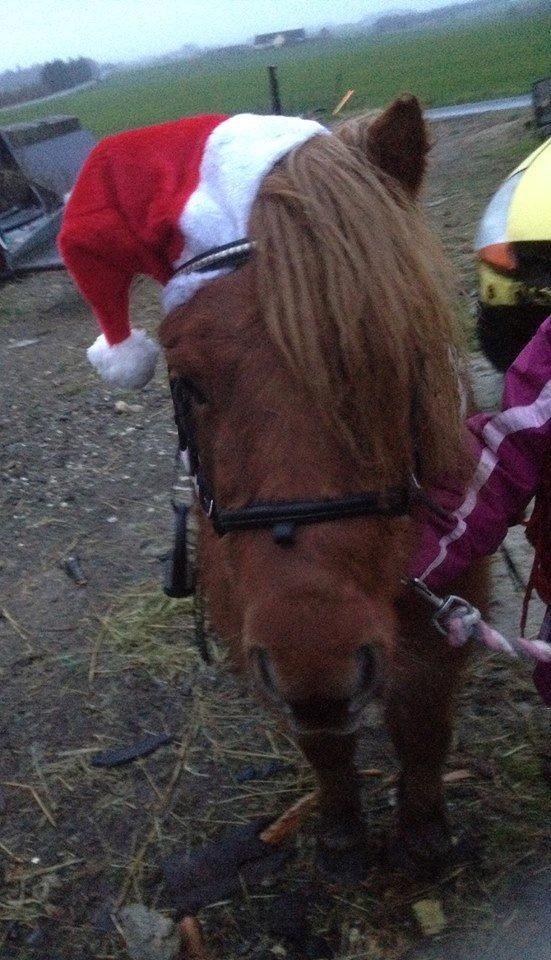 Shetlænder Klæstrups Amanda billede 33