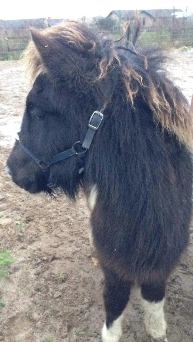 Islænder Ófeigur fra Bakkegården ll - Første billede jeg tog af Øffe hjemme ved mig samme dag vi hentede ham billede 15