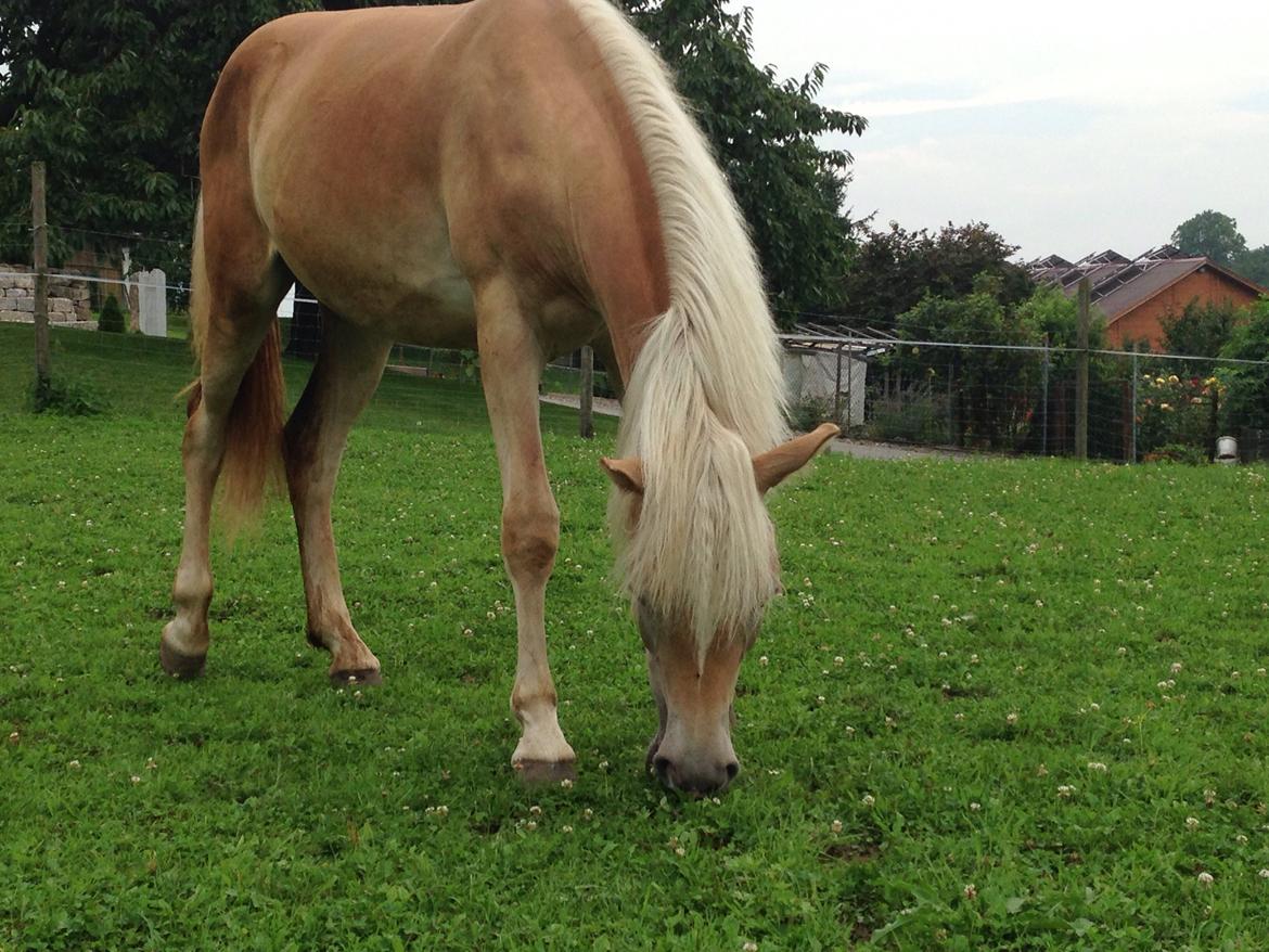 Haflinger Mountainstar billede 12