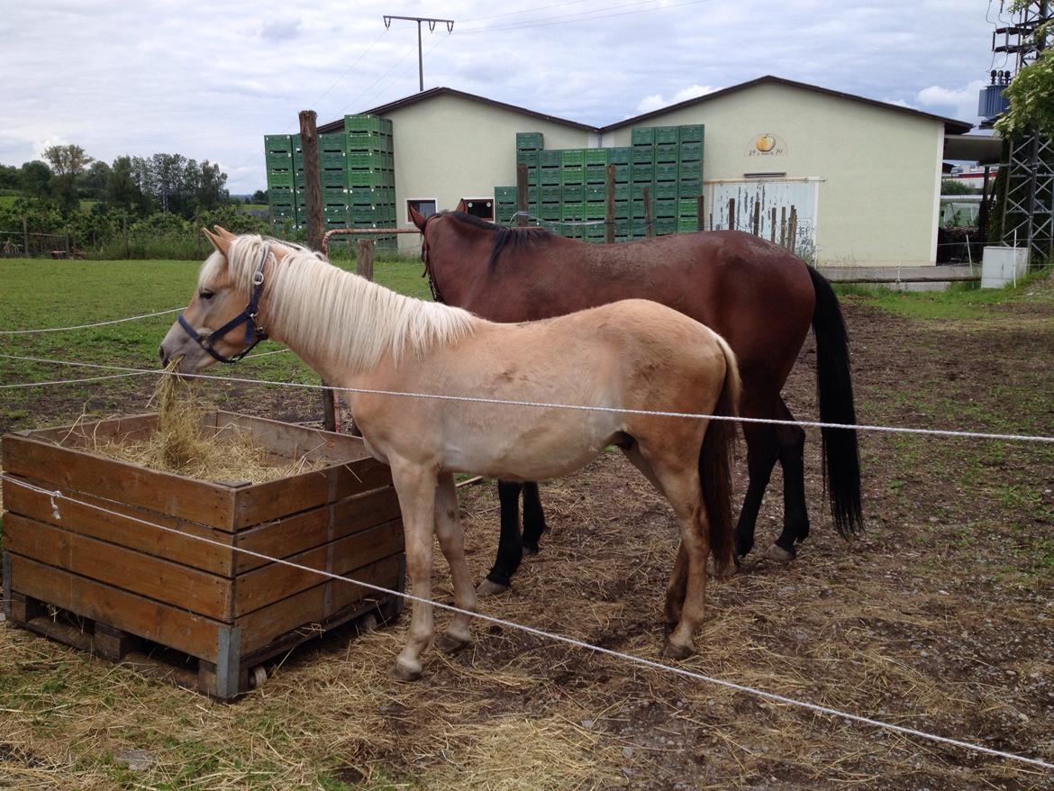 Haflinger Mountainstar billede 9