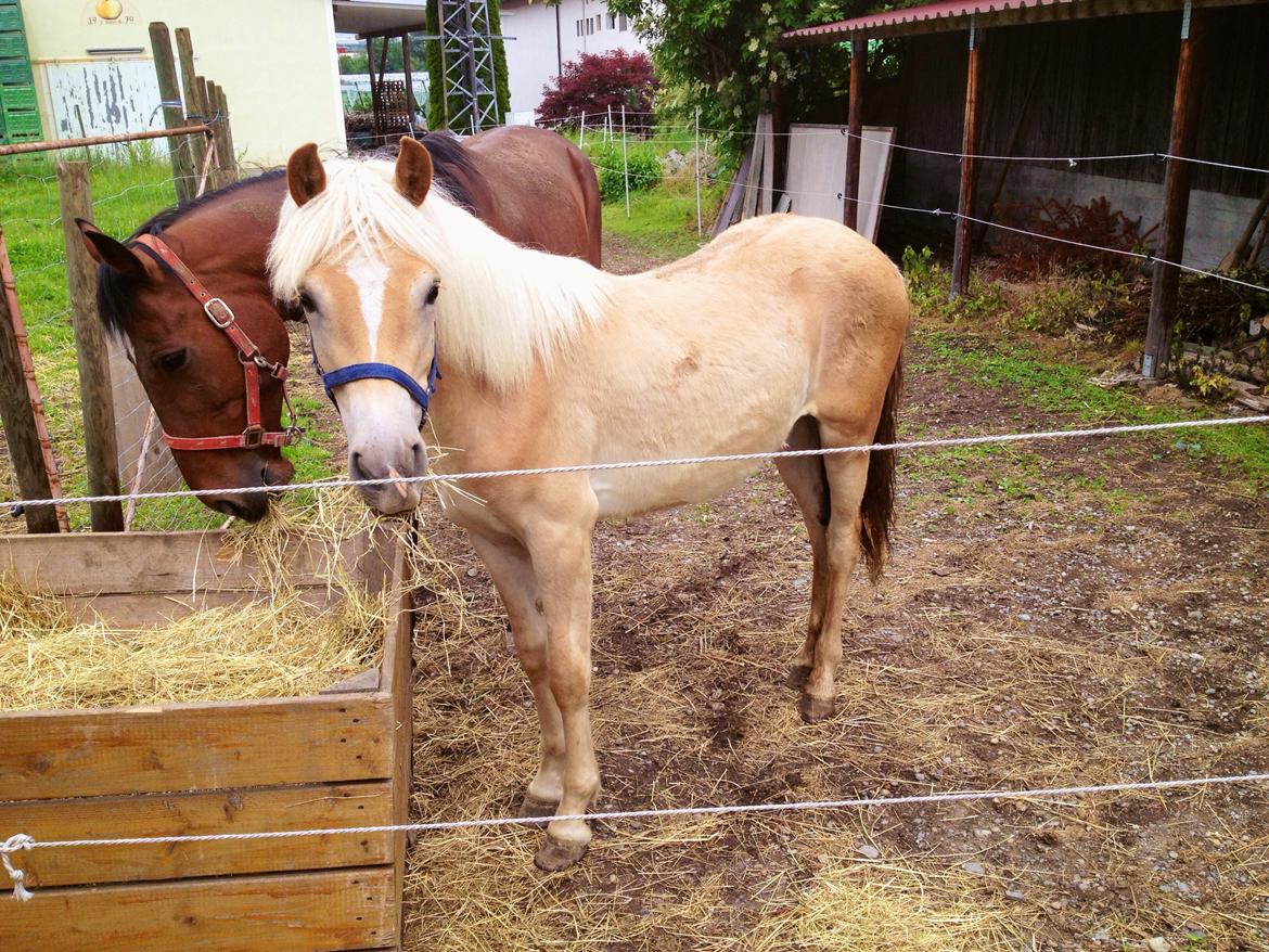 Haflinger Mountainstar billede 8