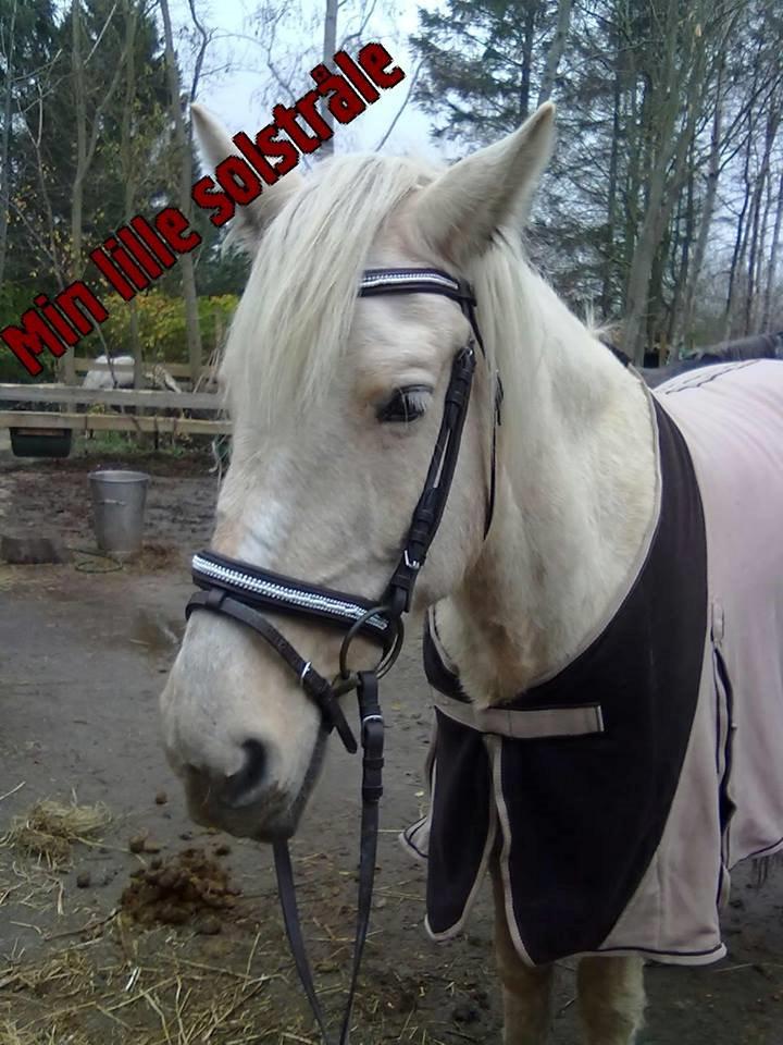 Palomino Sun shin billede 14