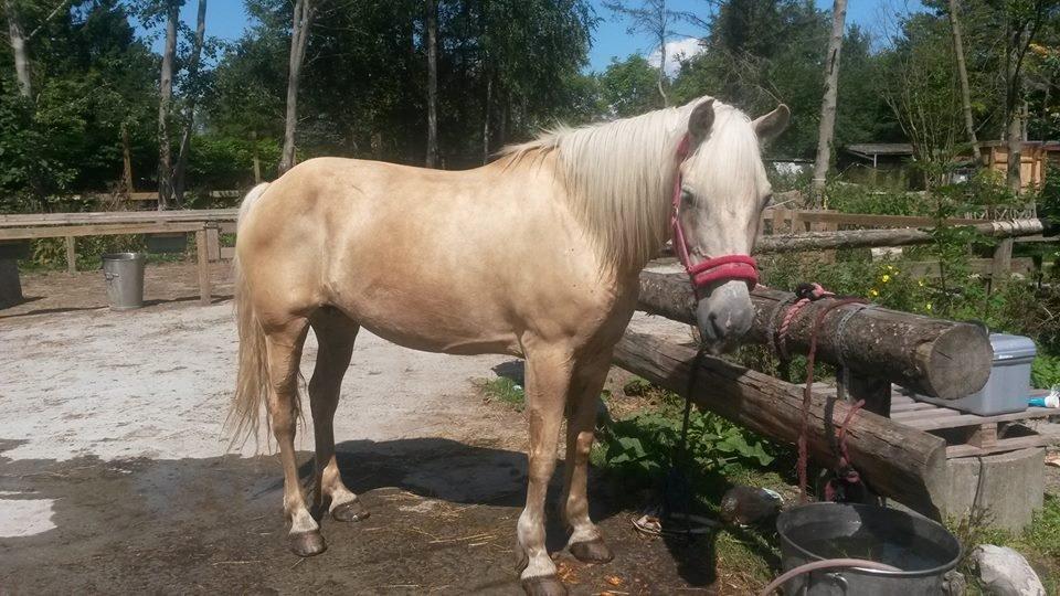 Palomino Sun shin billede 16