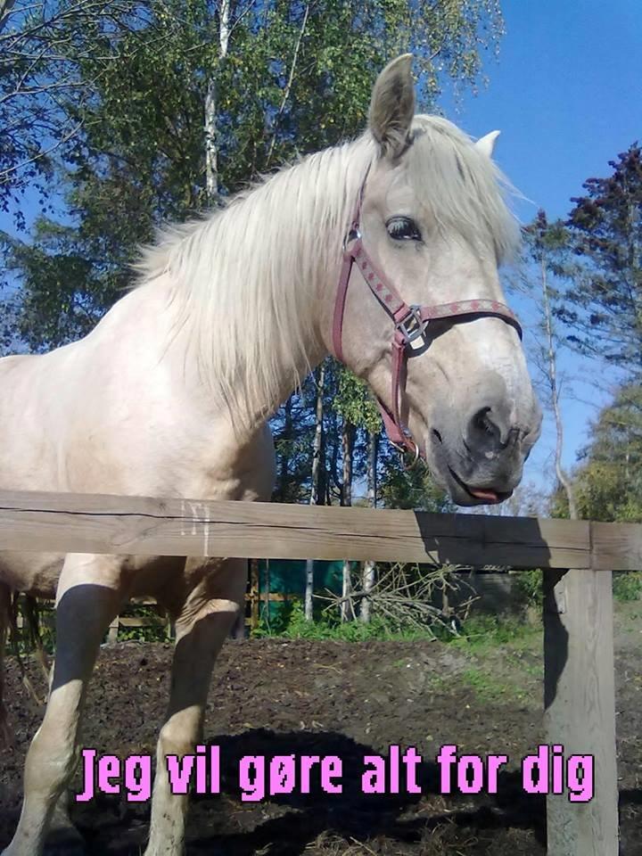 Palomino Sun shin billede 17