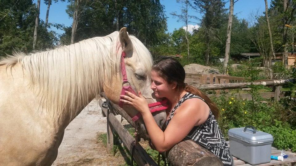 Palomino Sun shin billede 18