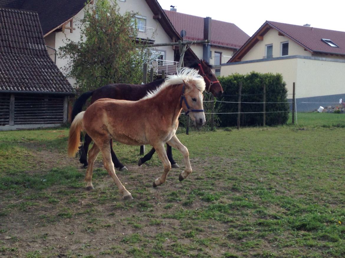 Haflinger Mountainstar billede 14