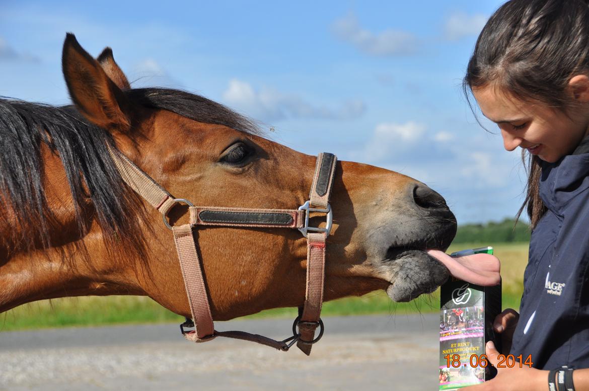 Tysk Sportspony Miré - Elsker Pure Apple :3 billede 9