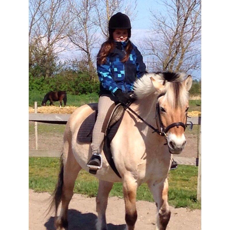 Fjordhest Carl (guld drengen) *RIDESKOLEHEST* og *MIN PART* billede 11