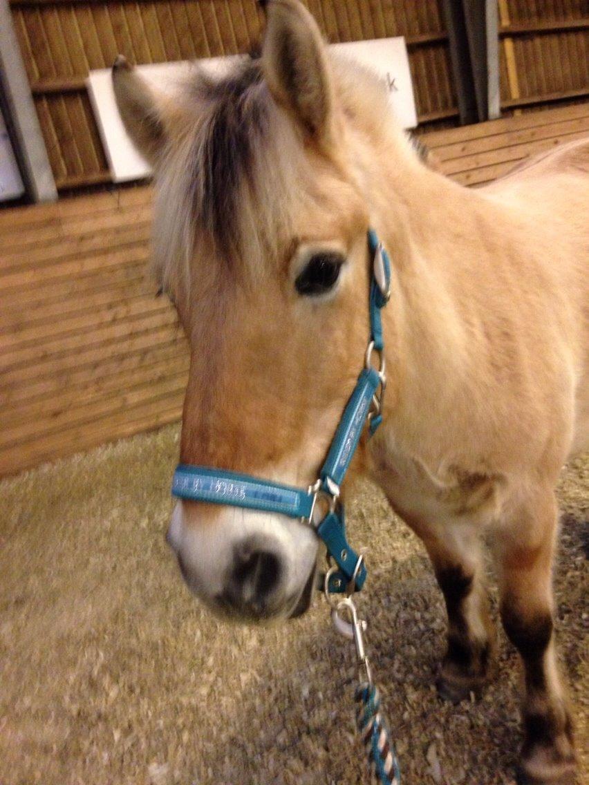 Fjordhest Carl (guld drengen) *RIDESKOLEHEST* og *MIN PART* billede 12