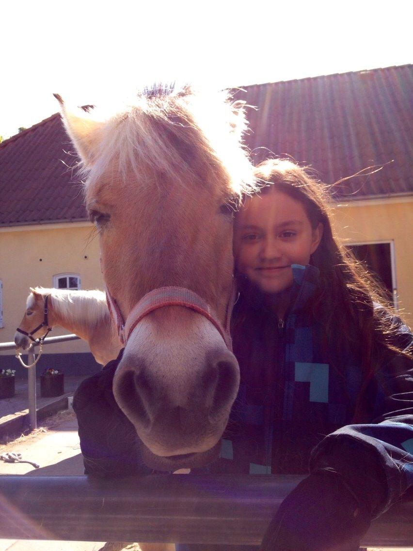 Fjordhest Carl (guld drengen) *RIDESKOLEHEST* og *MIN PART* billede 15