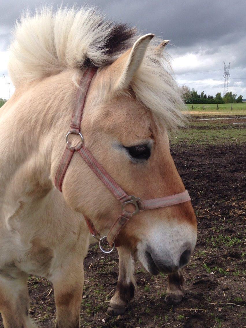 Fjordhest Carl (guld drengen) *RIDESKOLEHEST* og *MIN PART* billede 14