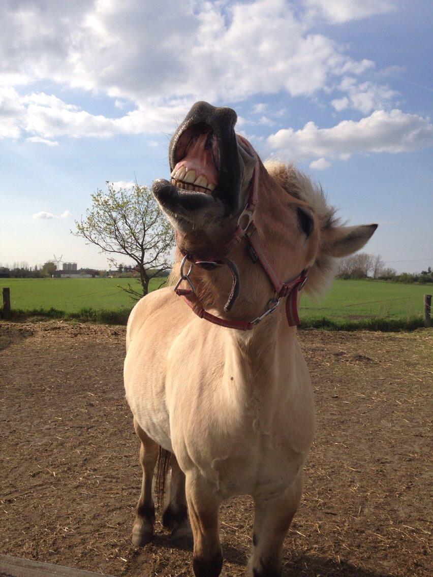 Fjordhest Carl (guld drengen) *RIDESKOLEHEST* og *MIN PART* billede 18