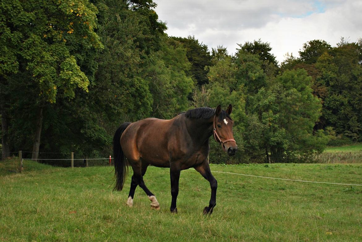 Oldenborg Carmen Elektra billede 1