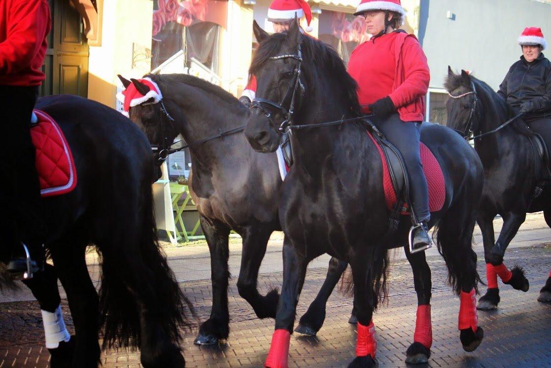 Frieser Narda (himmelhest)  billede 10