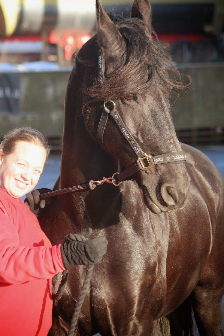 Frieser Narda (himmelhest)  billede 11