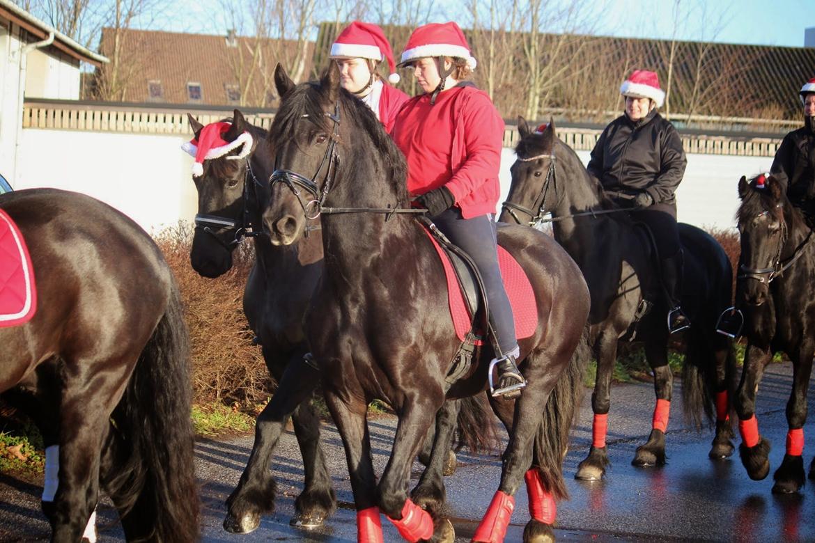 Frieser Narda (himmelhest)  billede 12