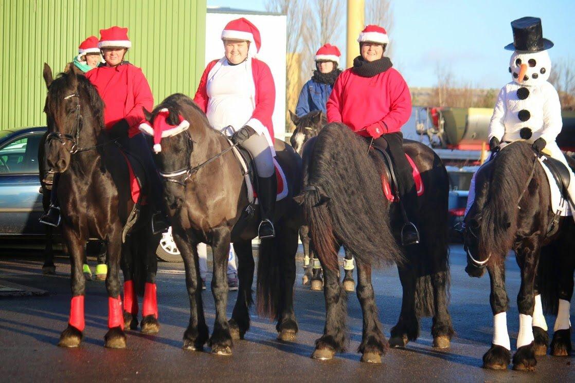 Frieser Narda (himmelhest)  billede 13