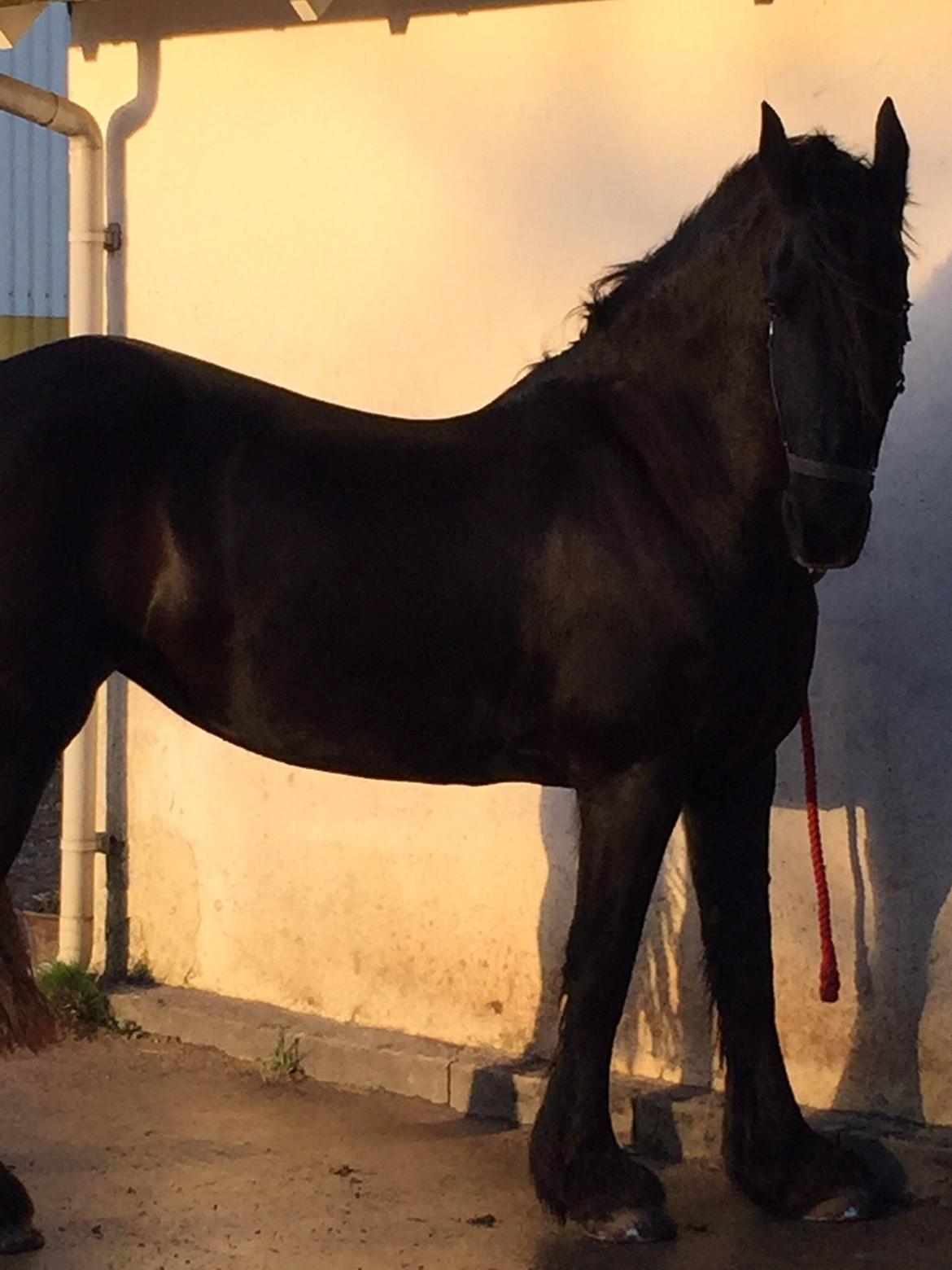 Frieser Narda (himmelhest)  billede 14