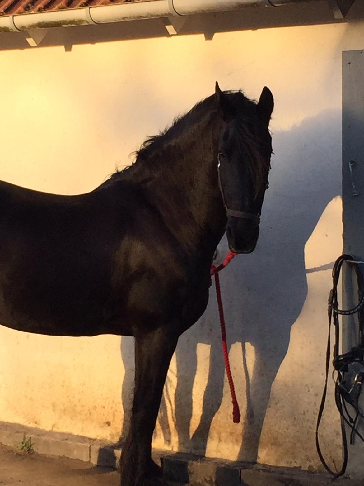 Frieser Narda (himmelhest)  billede 15