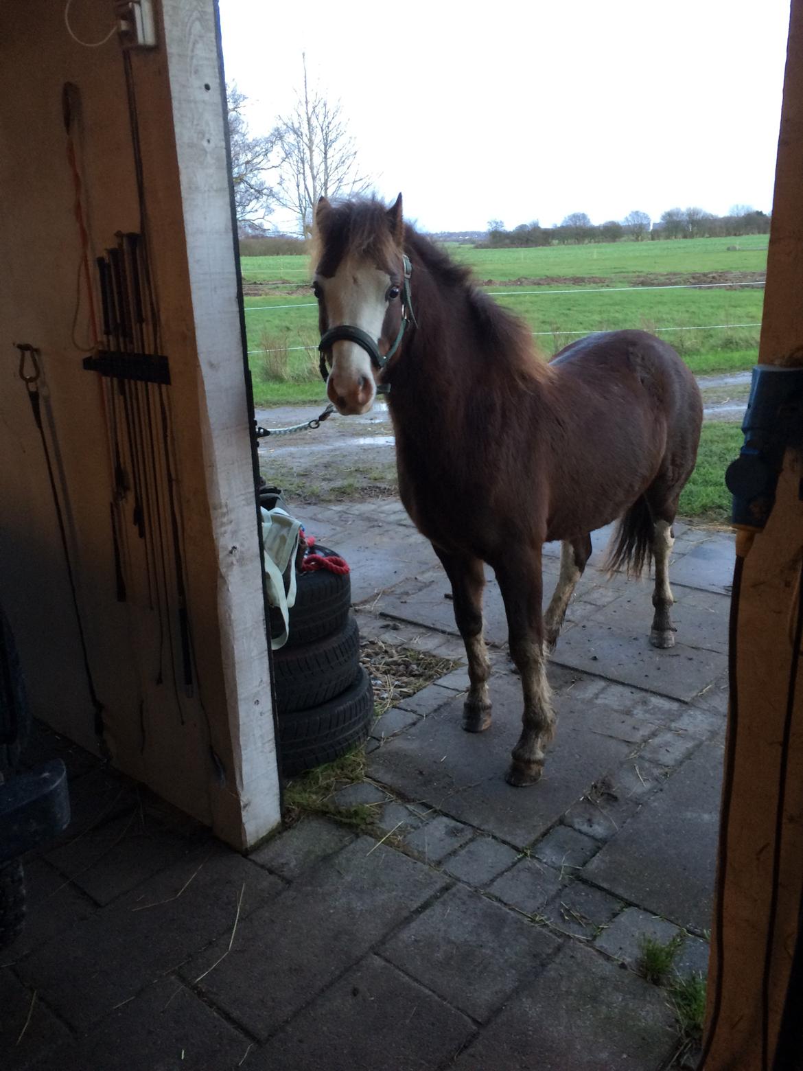 Welsh Pony af Cob-type (sec C) RIP Thers Jitterbug Joker billede 9