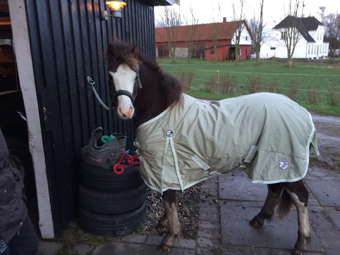 Welsh Pony af Cob-type (sec C) RIP Thers Jitterbug Joker billede 10