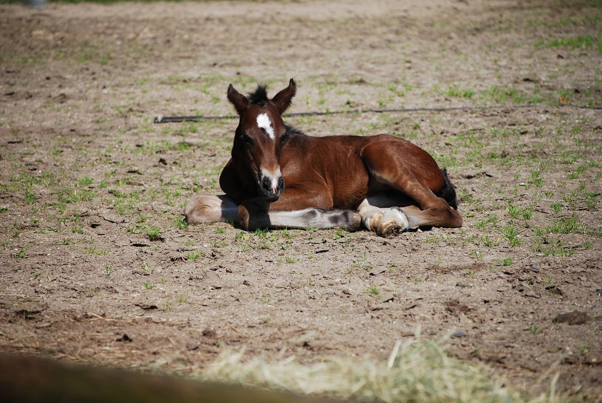 Welsh Cob (sec D) Holmlunds MarieBelle billede 3