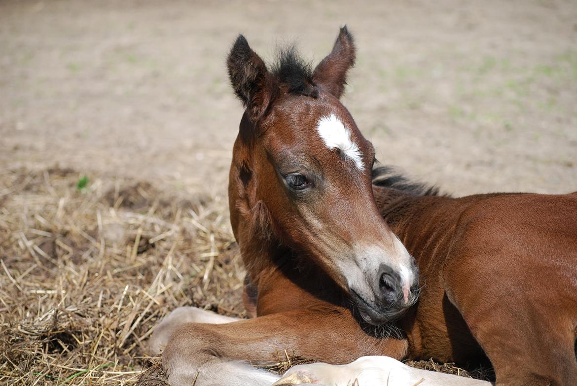 Welsh Cob (sec D) Holmlunds MarieBelle billede 1