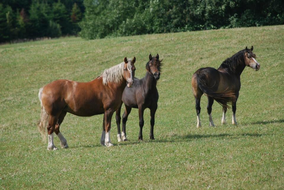 Welsh Cob (sec D) Holmlunds MarieBelle billede 6