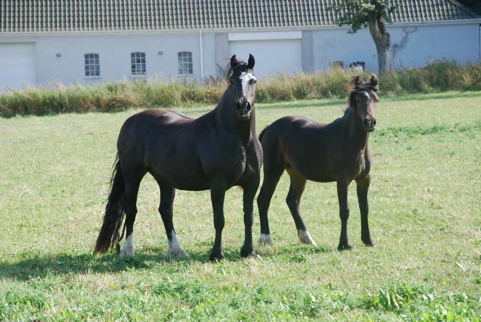 Welsh Cob (sec D) Holmlunds MarieBelle billede 7