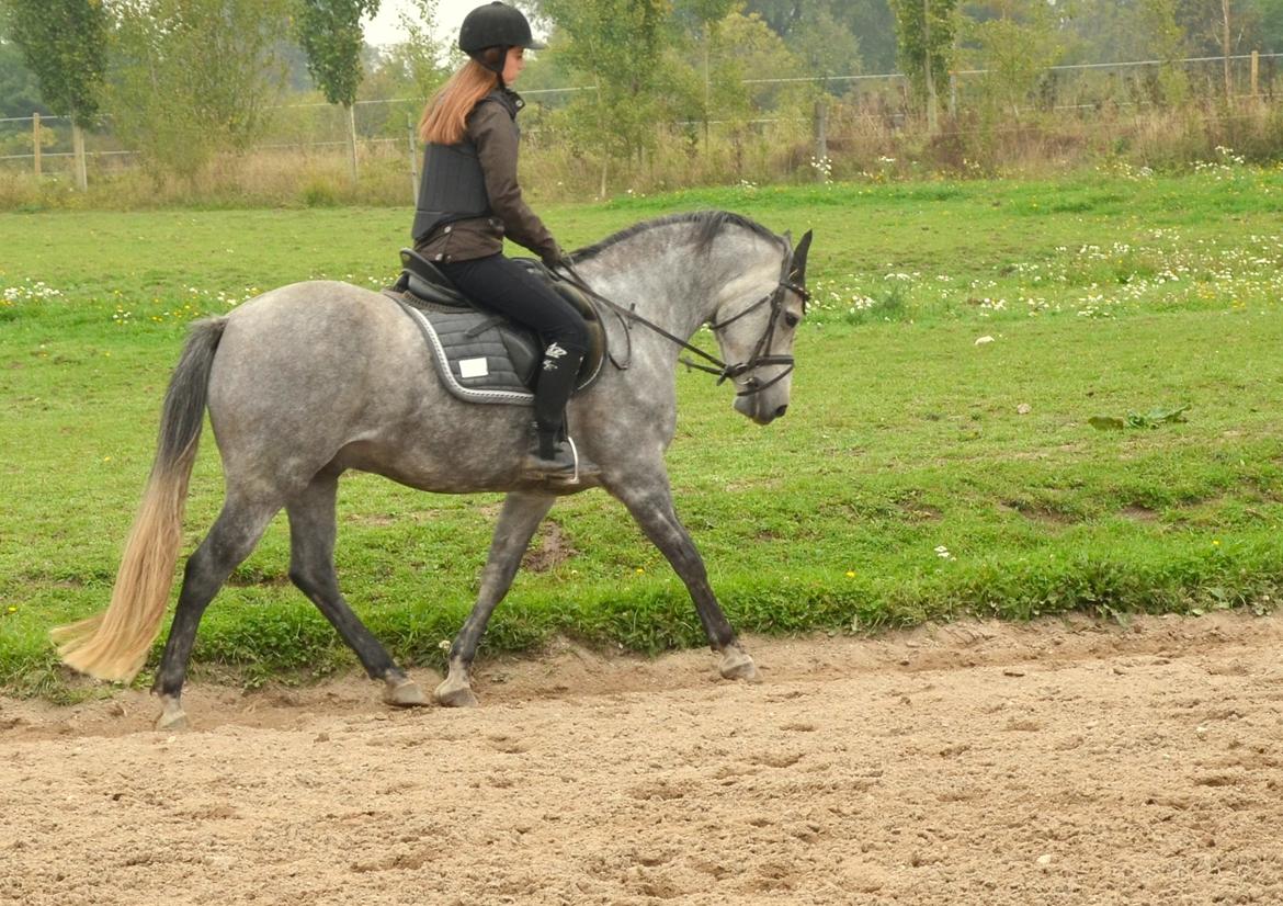 DSP Målund's Mascot (skotti) billede 5