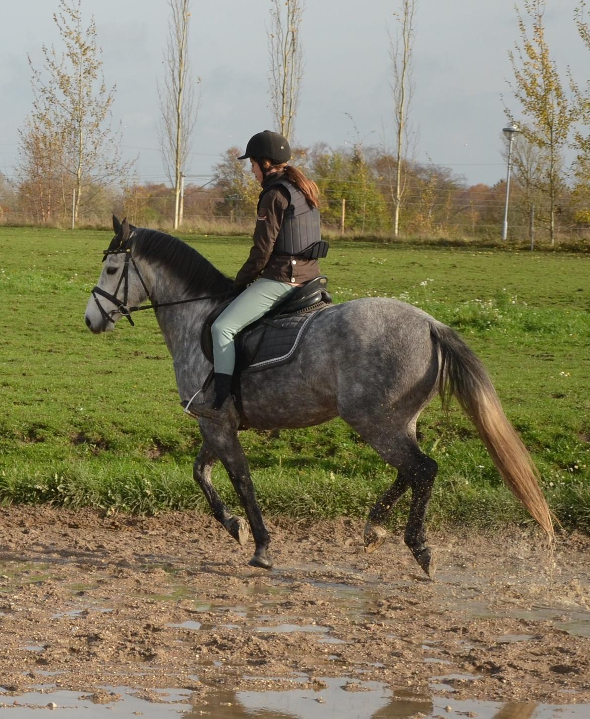 DSP Målund's Mascot (skotti) - fra vores første rigtig gallop sammen uden longe  billede 11