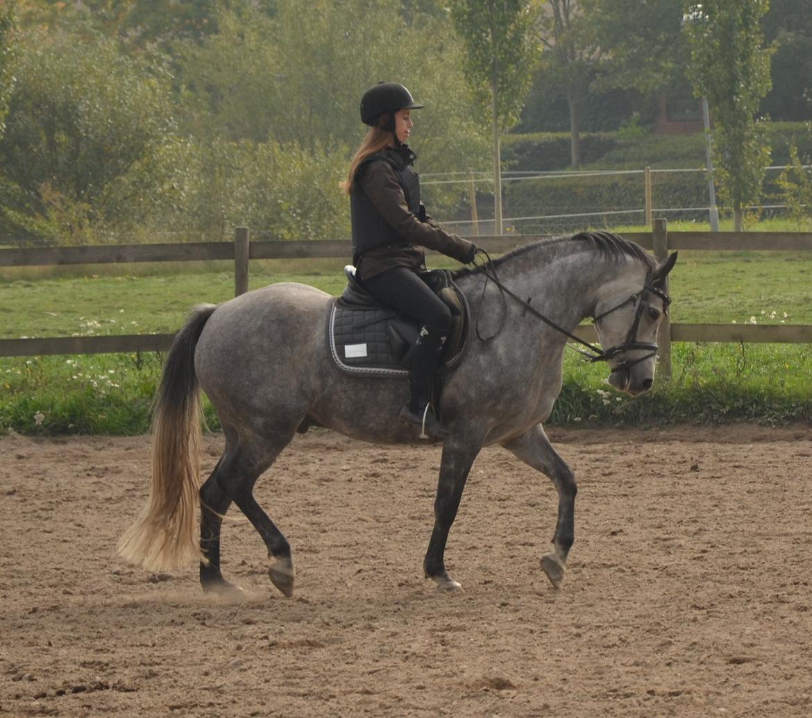 DSP Målund's Mascot (skotti) billede 8