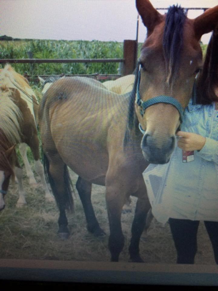 Barockpferd Silas - Sådan så Silas ud 2.5 år gammel og hingst billede 18