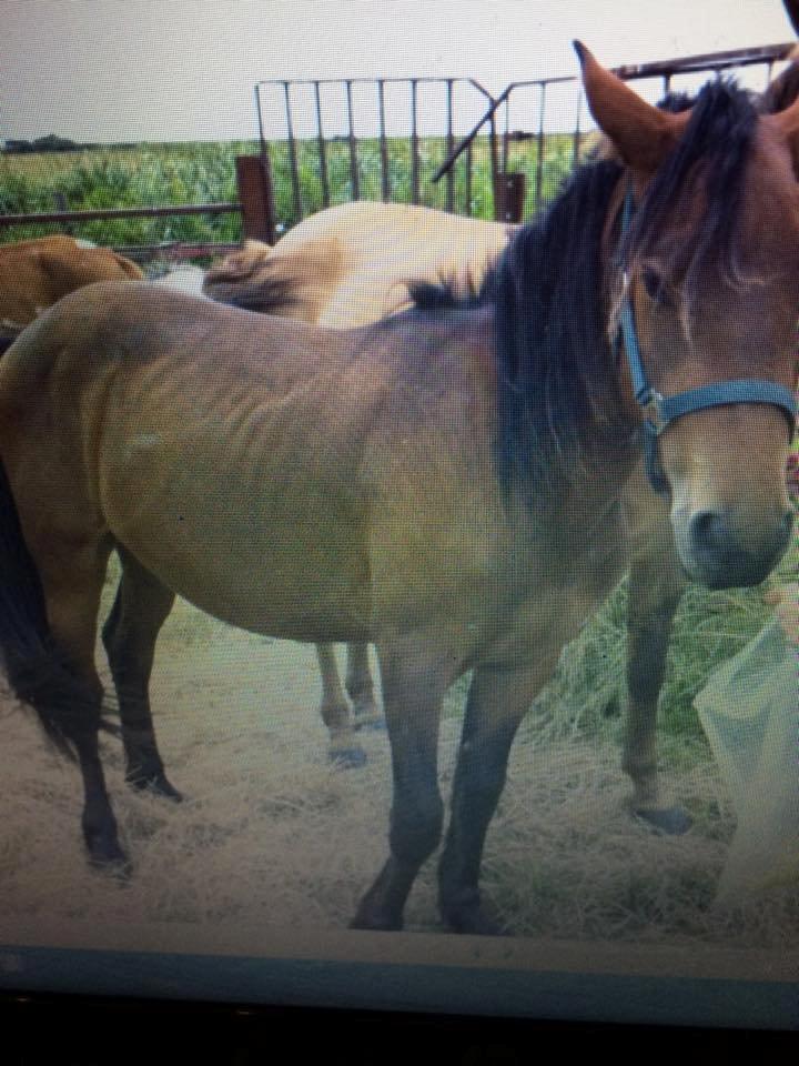 Barockpferd Silas - Sådan så Silas ud 2.5 år gammel og hingst  billede 20